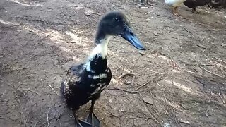 Sticky, the runner duckling goes outside to see other ducks 3rd August 2021