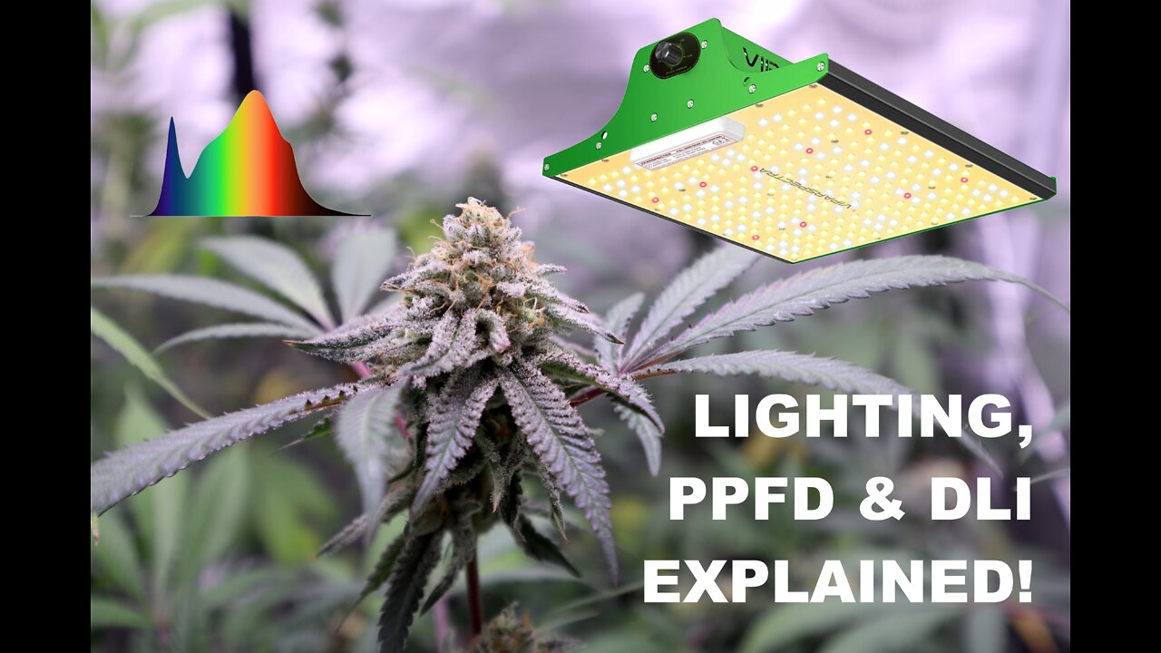 Full Guide to Indoor Cannabis Lighting | PAR, PPFD and DLI Explained!