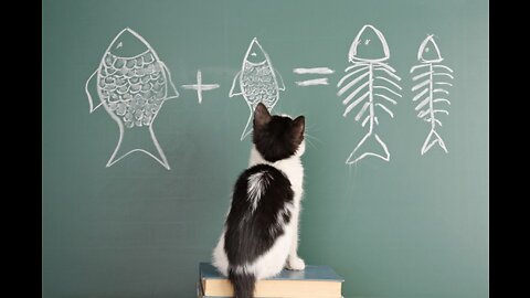 Cats: Basic Cat Training Tips