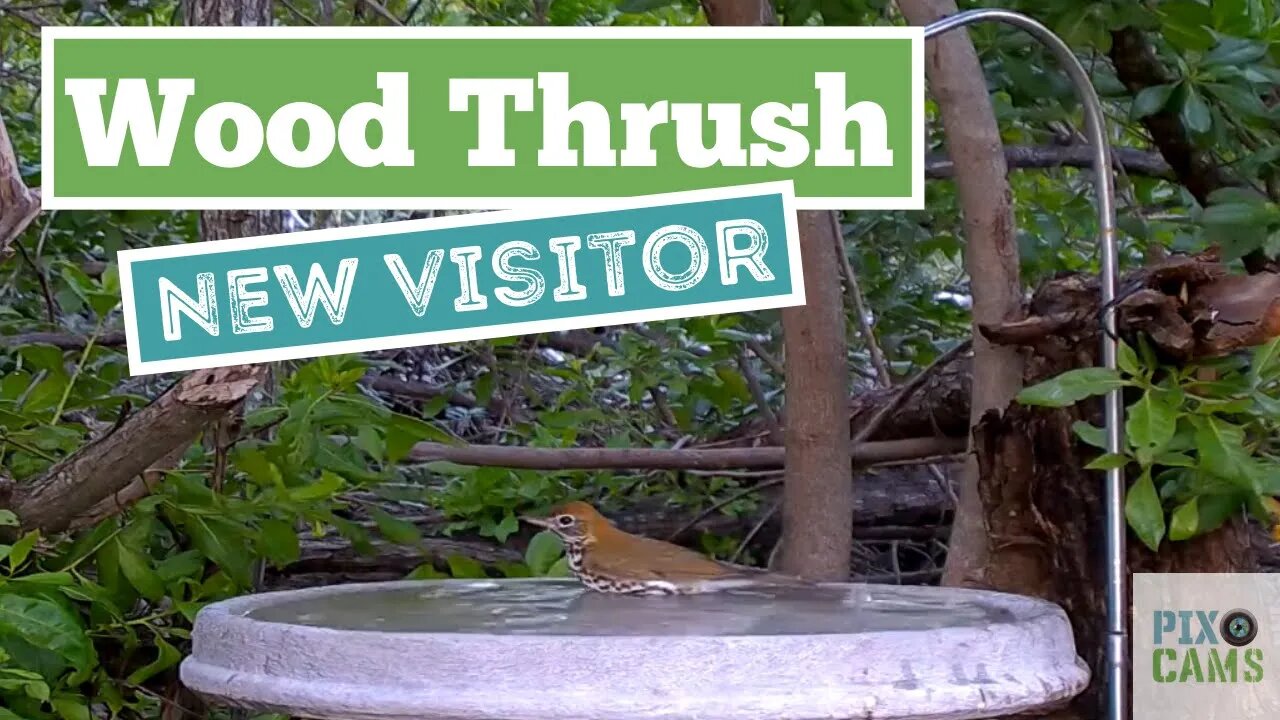 Wood Thrush