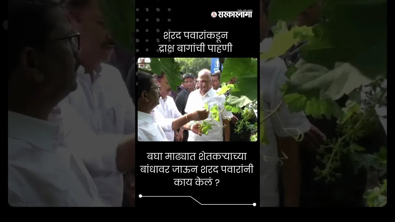 #Shorts बघा माढ्यात शेतकऱ्याच्या बांधावर जाऊन शरद पवारांनी काय केलं ? | Sharad Pawar |