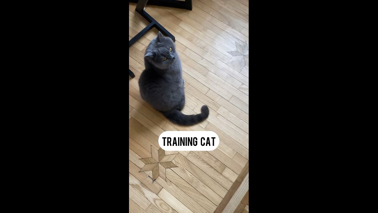 Training Smart Cat