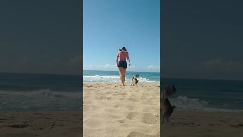 na praia com o meith! #shorts #floripa #praia #cachorro #amopets #dialindo