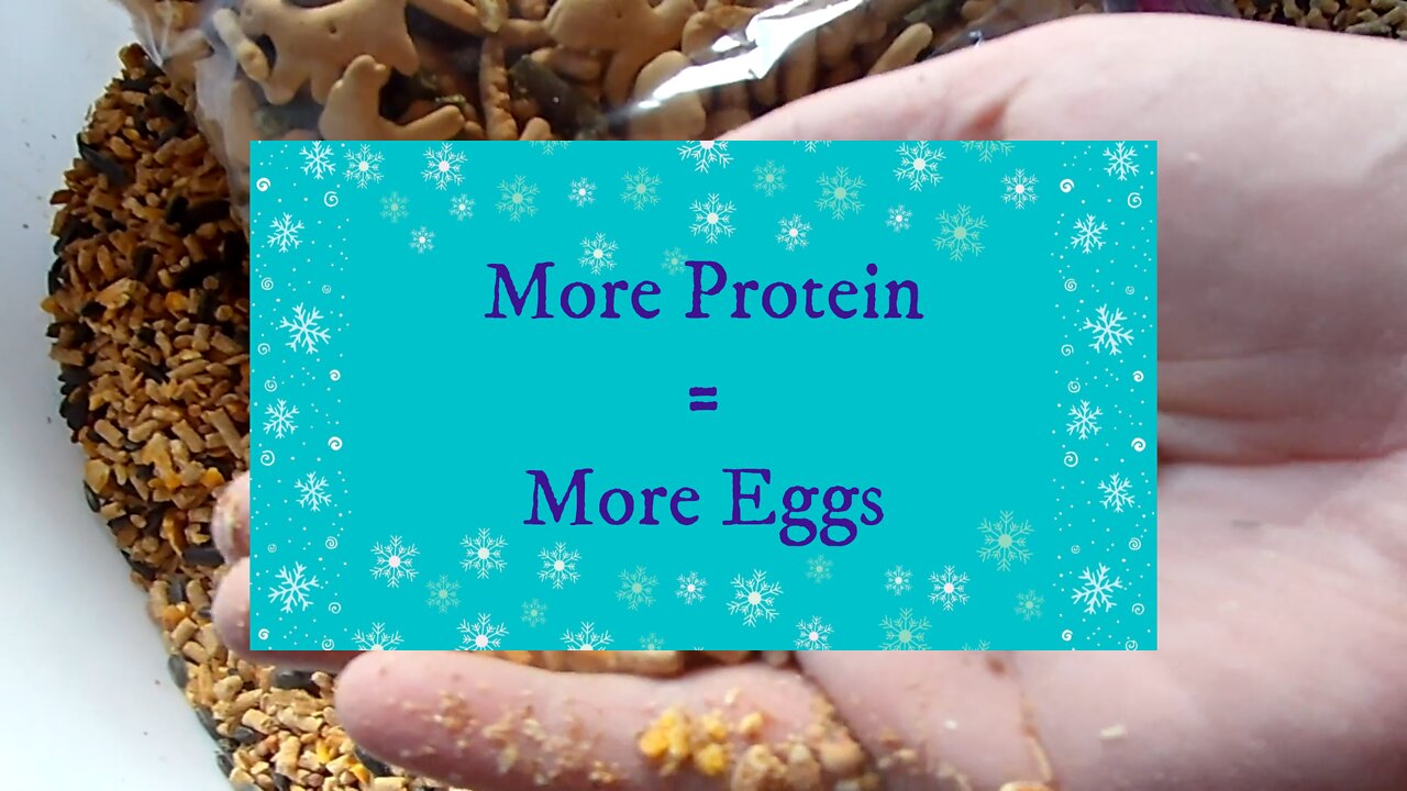 More Protein = More eggs