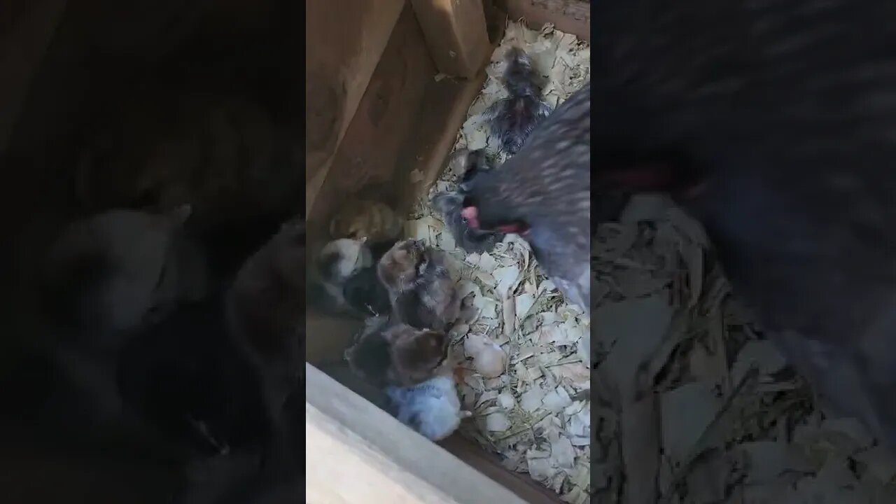 More Chickens!!! 🐥🐣 More I say!!! 🐔