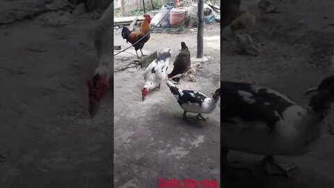 chickens and ducks are eating