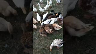 Ducks will follow me for peas