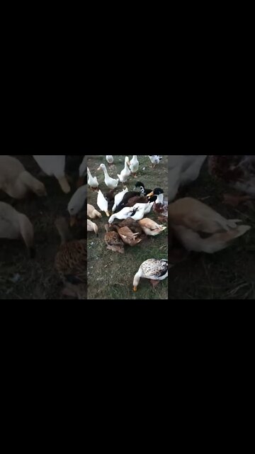 Ducks will follow me for peas