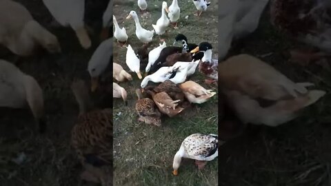 Ducks will follow me for peas