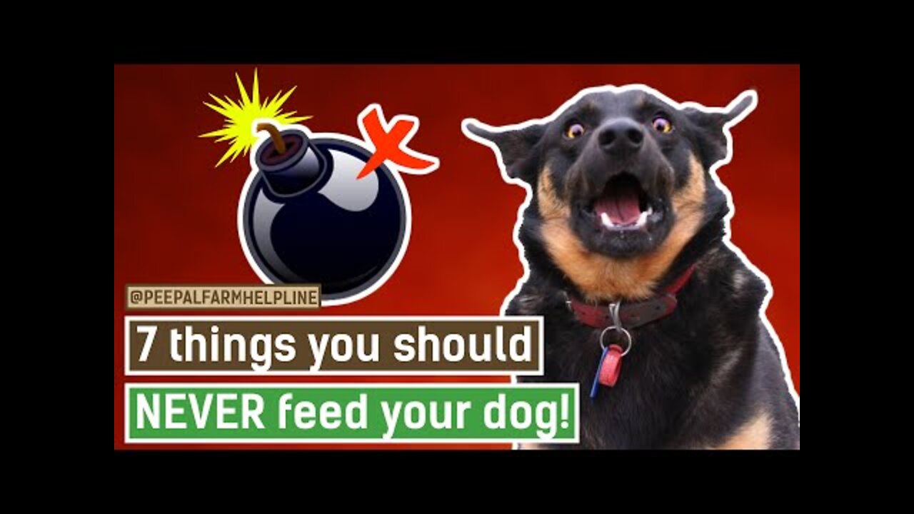 7 things you should NEVER feed your dogs | Harmful foods for dogs