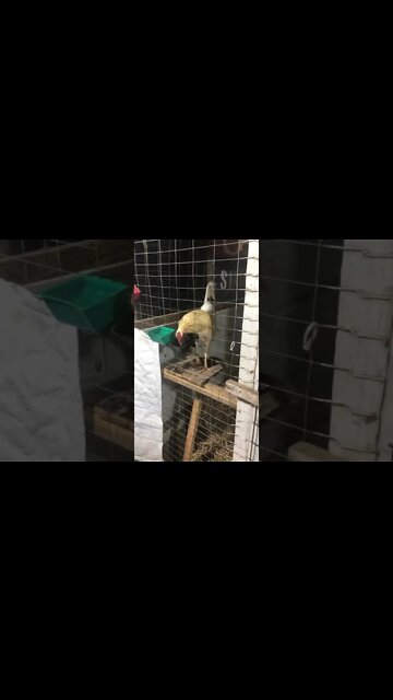 LWF Whites @ LivingWaterFarms247