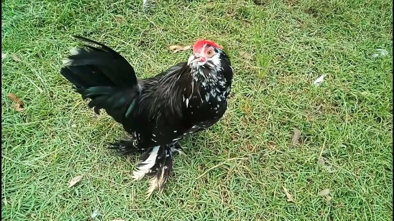 Belgian D'uccle Rooster