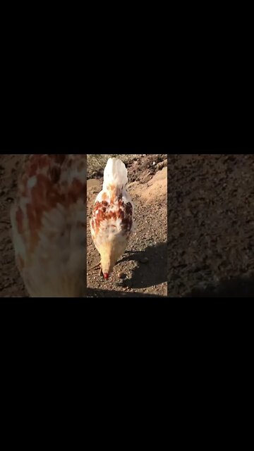 Total inability to count. 9 roosters + 7 hens = 16 chickens