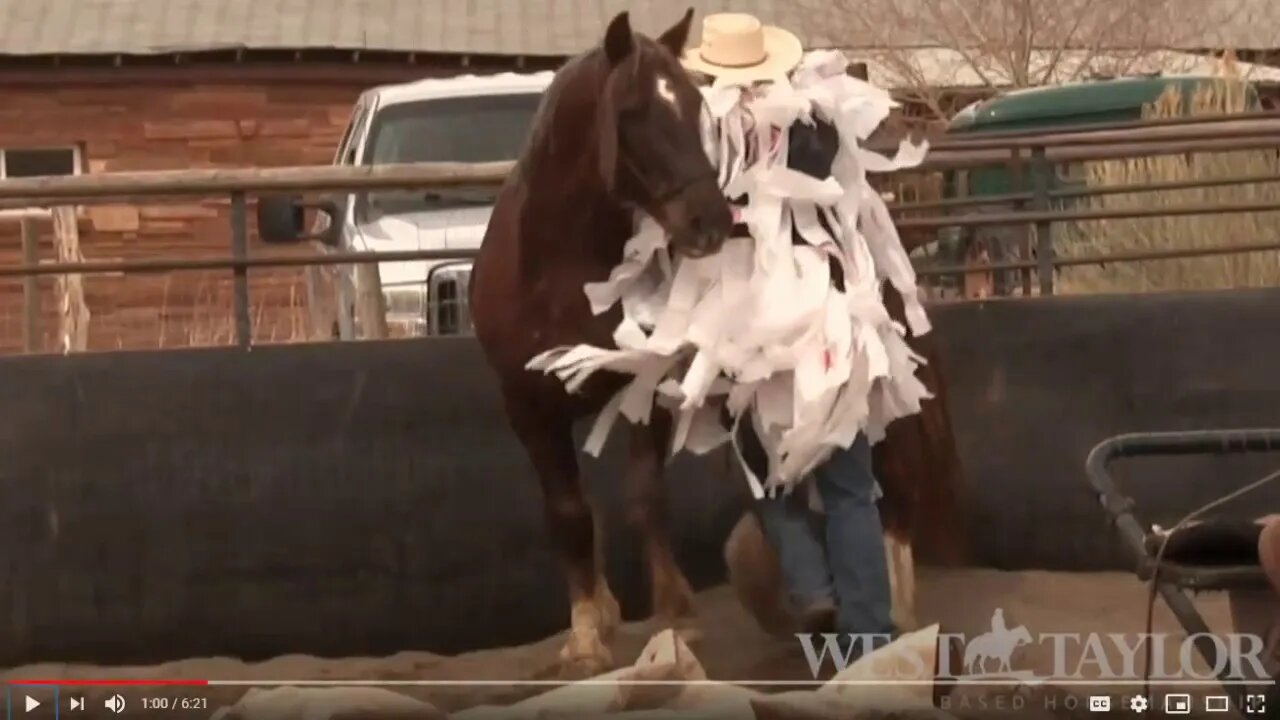 Sacking Out Horses With Flooding & Over Sensitization - Part 1 of 3