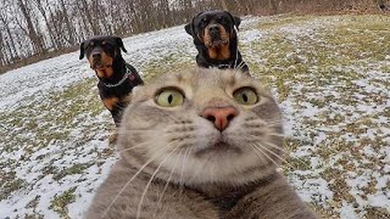 Best Funniest | Animals Video | Funny Cats | and dogs | video 😹