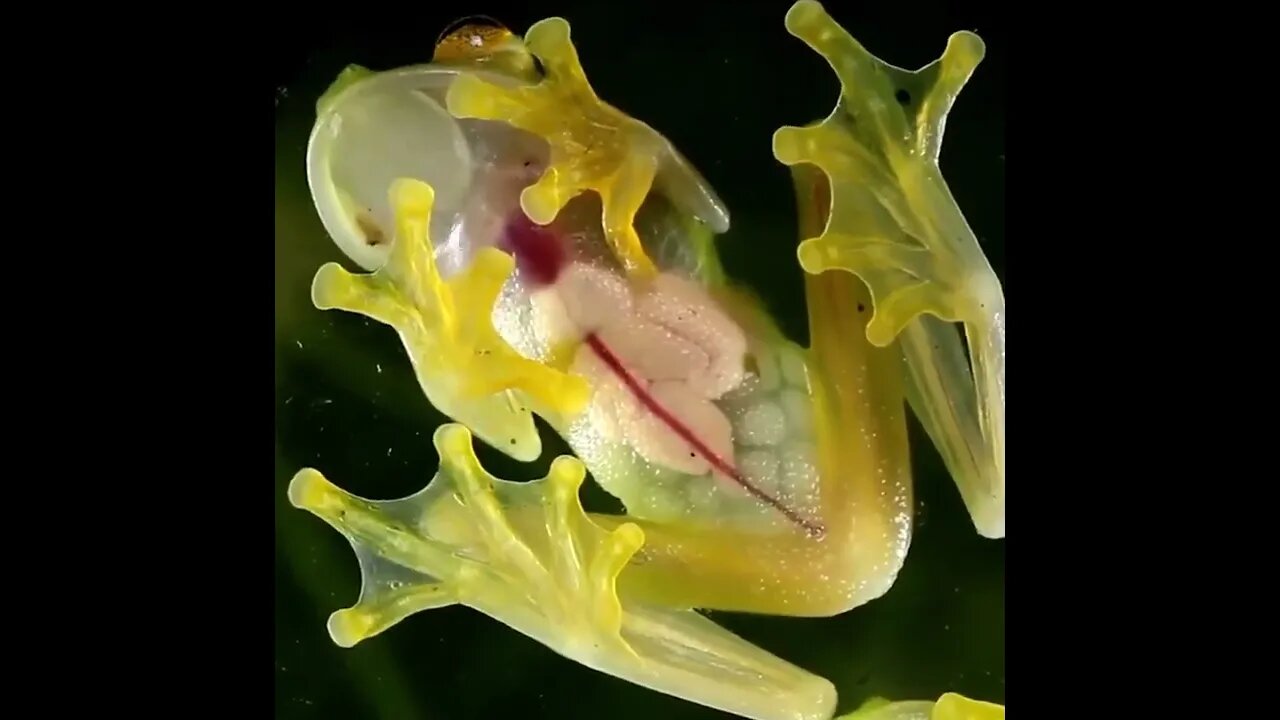 Visible heart pumping blood through almost transparent skin of glass frogs