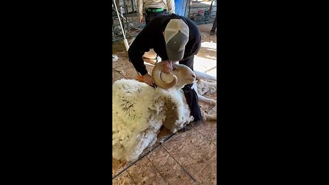 Shearing a Purebred Rambouillet Ram 🐏