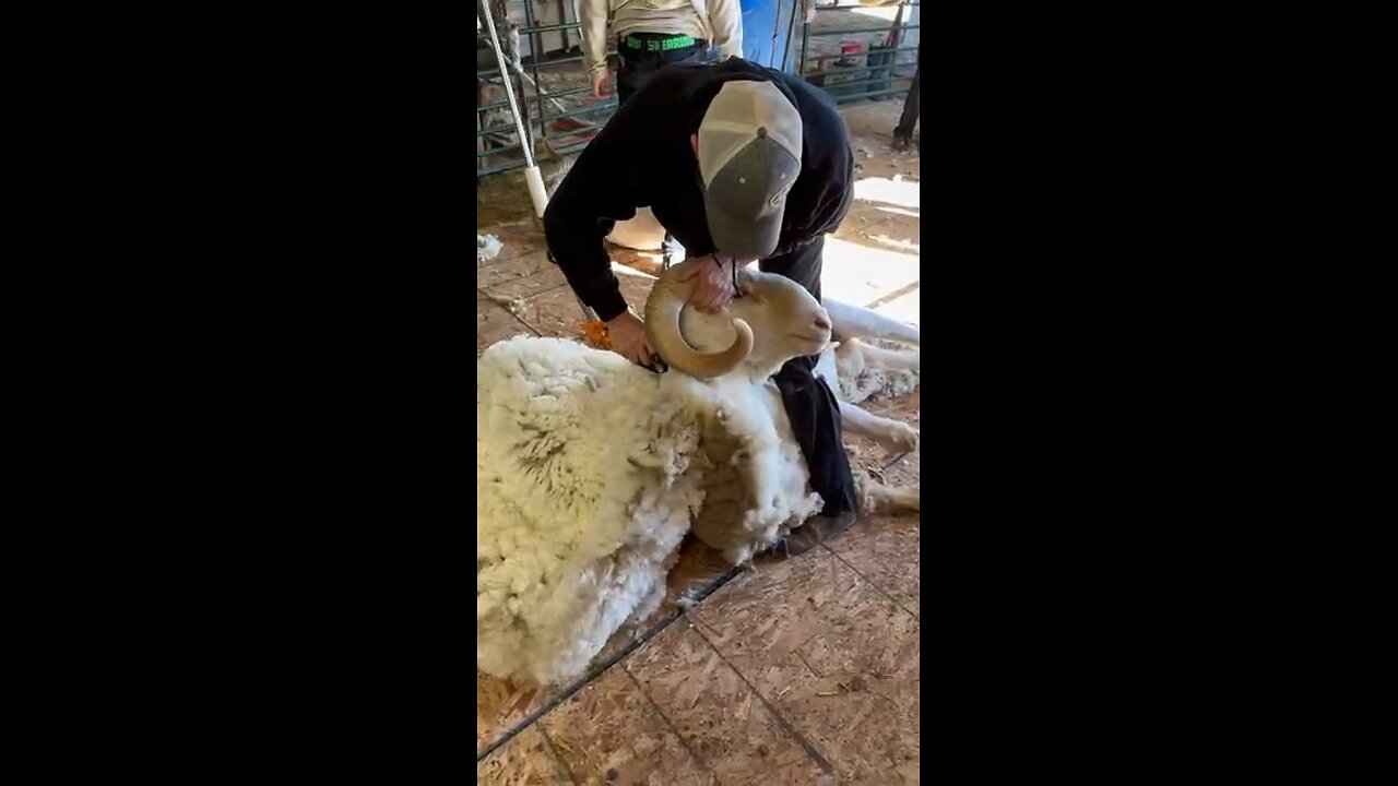 Shearing a Purebred Rambouillet Ram 🐏
