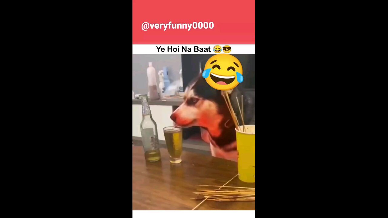 funny video animals