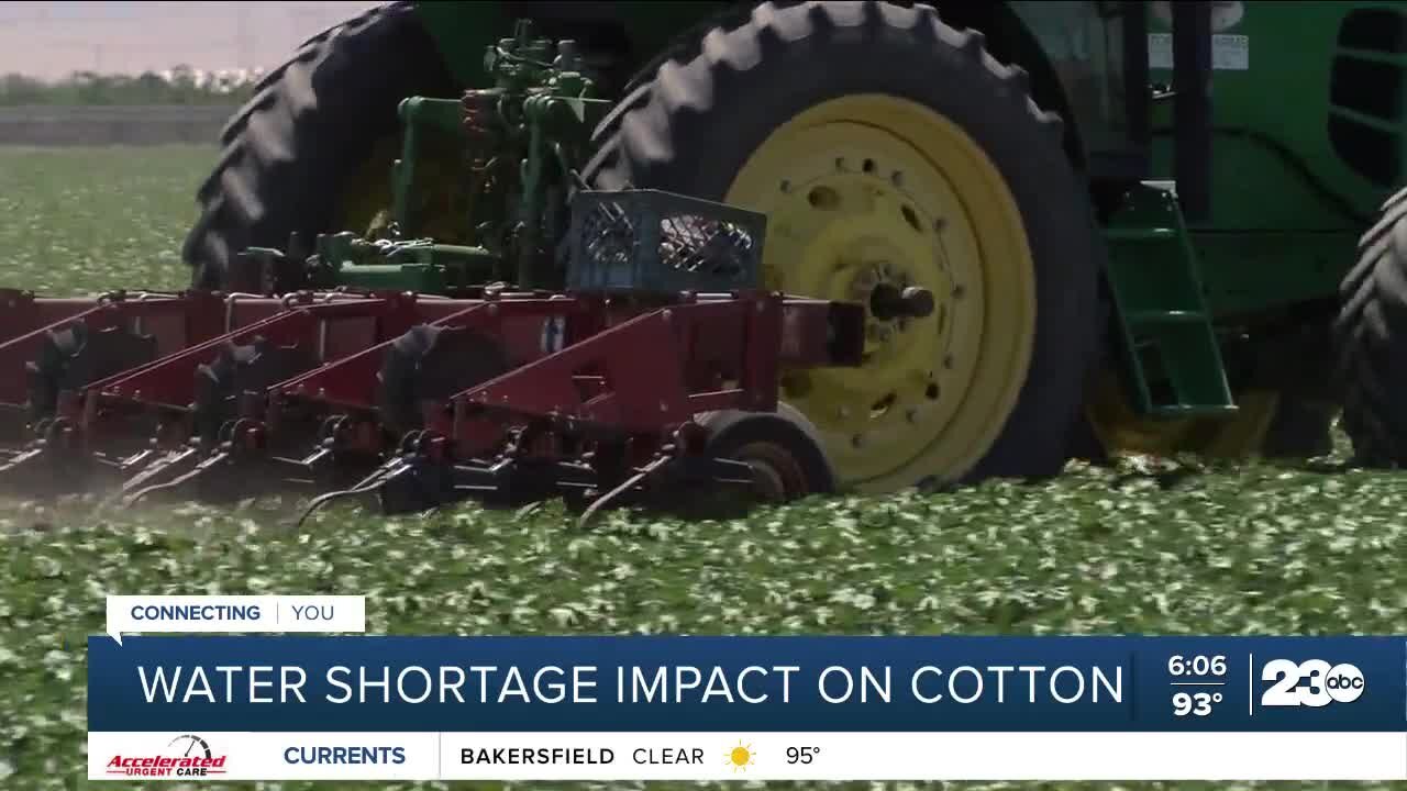 23ABC In-Depth: Water Shortage Impact on Cotton