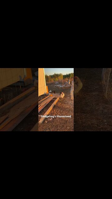 Fred’s Chasing Ypung tail