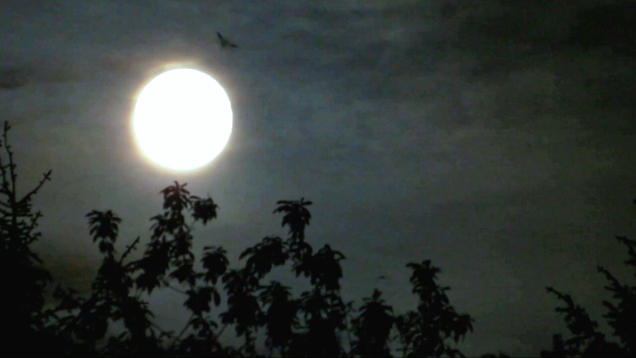 The Bats Moonlight Dance in Scotland