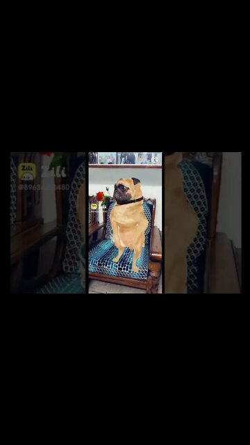 animal funny video, new funny shorts, 2022 funny shorts