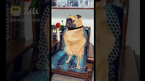animal funny video, new funny shorts, 2022 funny shorts