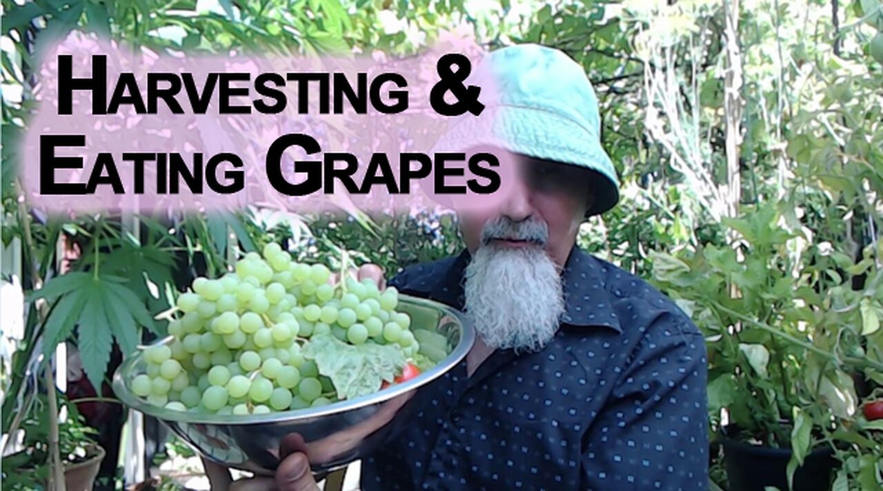 Harvesting and Eating Grapes From Our Patio Garden [ASMR]