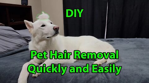 DIY: Pet Hair Removal Quick and Easily!