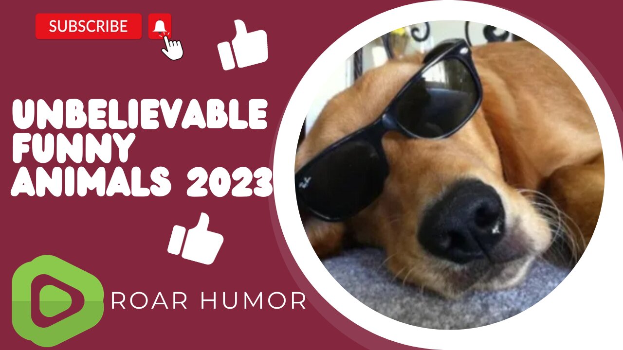 Unbelievable funny animals 2023