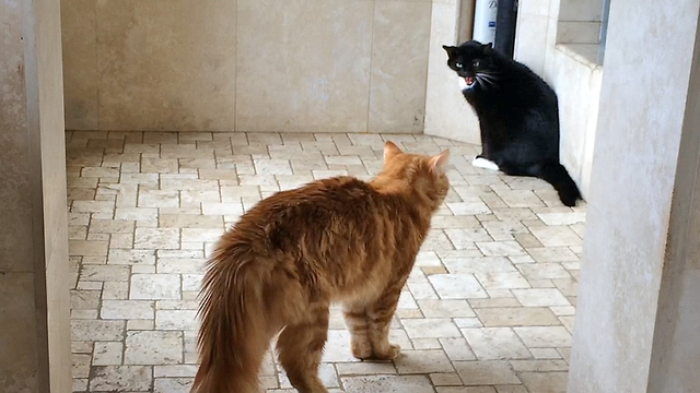 Cat Showdown in the Shower