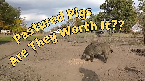 Should YOU Raise Pastured Pigs?