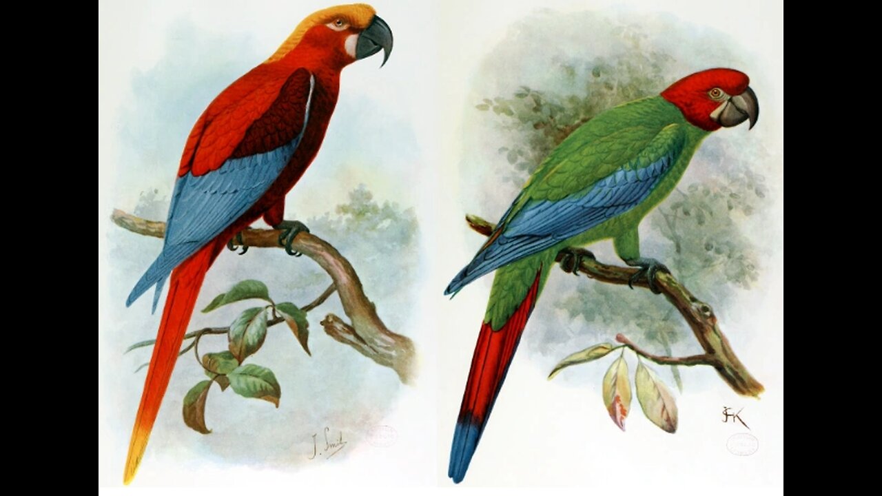 Jamaican Macaw