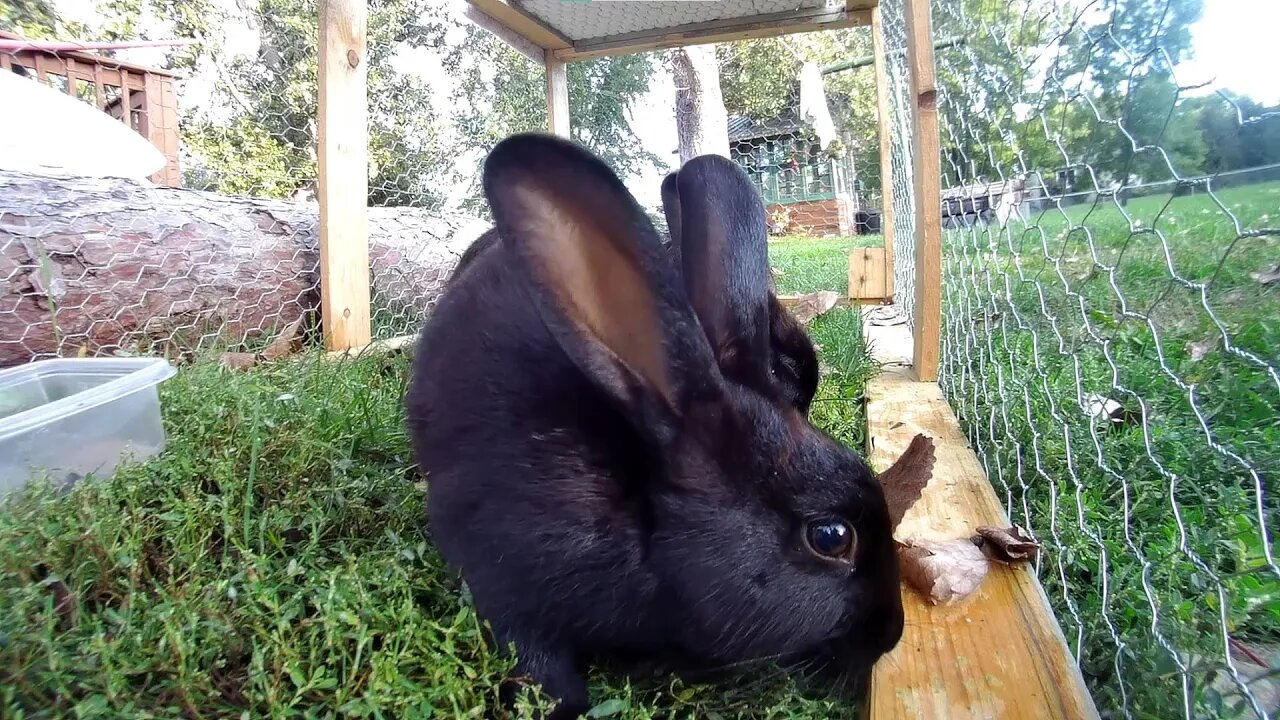 Rabbits stand up more often then you'd find comfortable