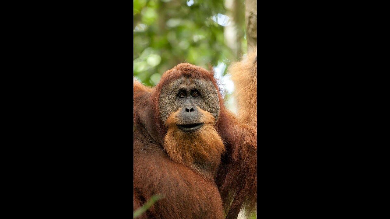 ORANGUTAN SUMATRA