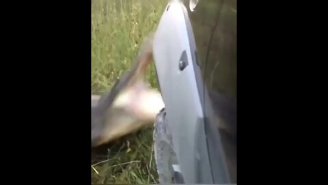 Don't mess with the gator!