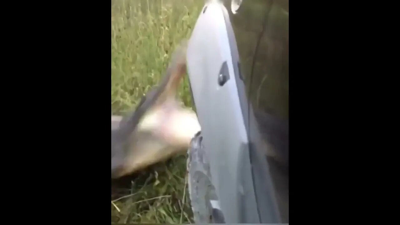 Don't mess with the gator!