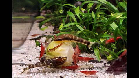 Otocinclus Cocama catfish eating Brussel Sprout