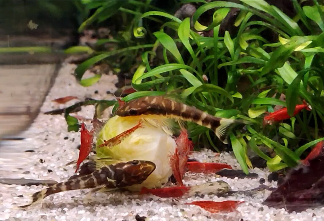 Otocinclus Cocama catfish eating Brussel Sprout
