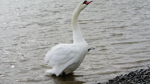 Swan Close Up