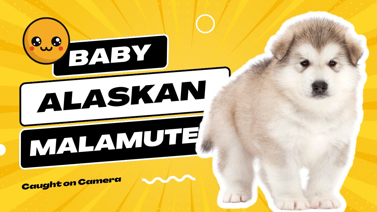 Unleash the Cuteness: Baby Alaskan Malamute's Most Adorable and Hilarious Moments - Try not to laugh