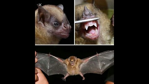 Cute and adorable animal behavior makes anyone happy to see it