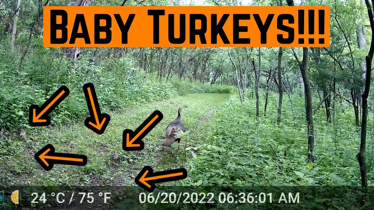 Baby TURKEYS Caught On CAMERA!!!