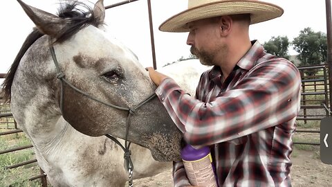 Fly mitigation for horses (part 2): using fly spray