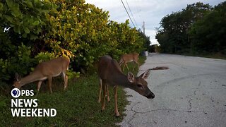 Conservation groups try to save tiny deer in the Florida Keys from a warming planet