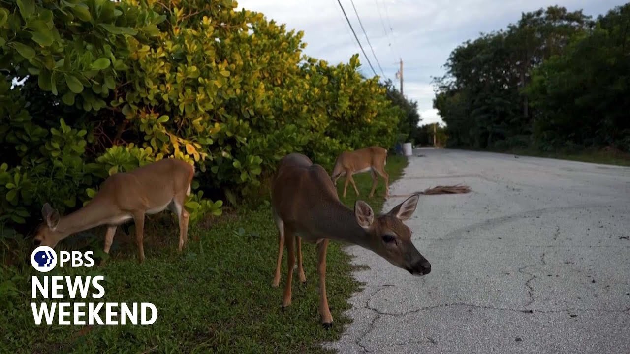 Conservation groups try to save tiny deer in the Florida Keys from a warming planet