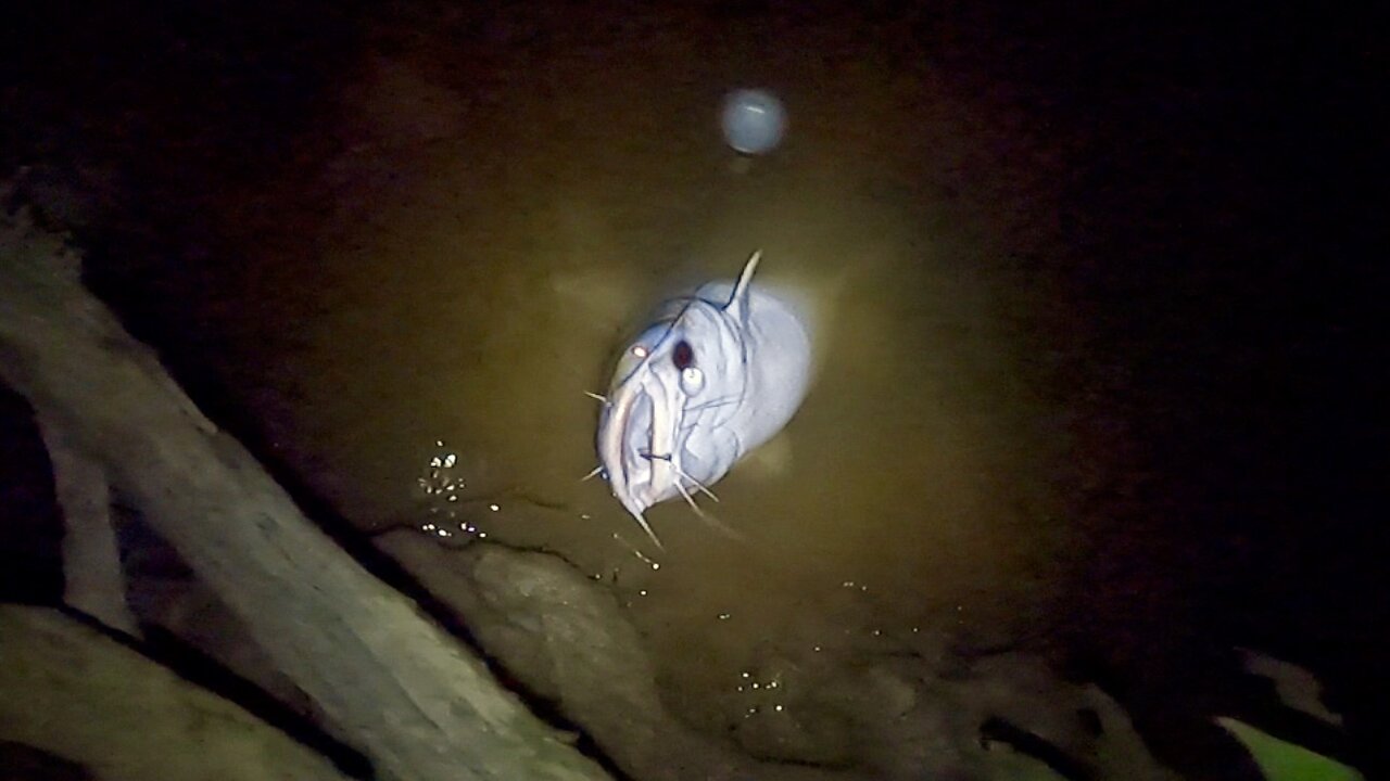 A Quick Trip For A Catfish At The Big Pee Dee River- Georgetown, SC