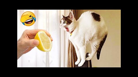 New Funny Videos 2023 😍 Cutest Cats and Dogs 🐱🐶 Part-1