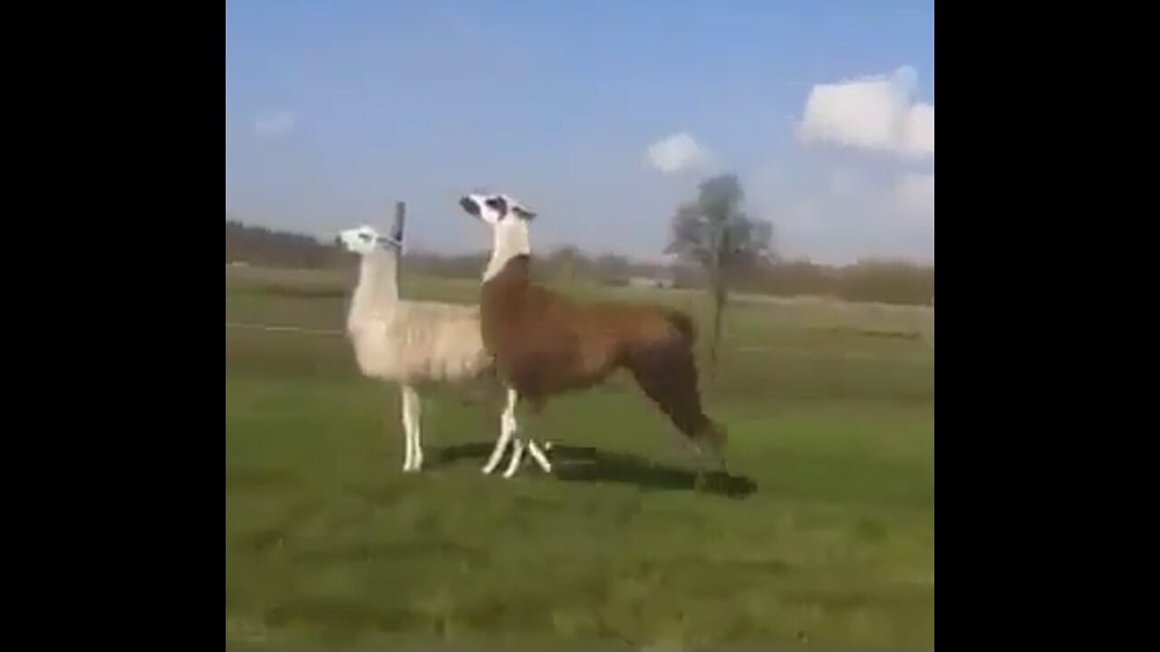 🤣Super Funny Llama Runnin! - MUST WATCH!🤣